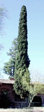 tall cypress tree