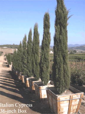 Italian Cypress Trees For Sale Wholesale | Cupressus sempervirens