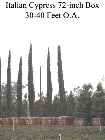 Italian Cypress Trees For Sale Wholesale | Cupressus sempervirens