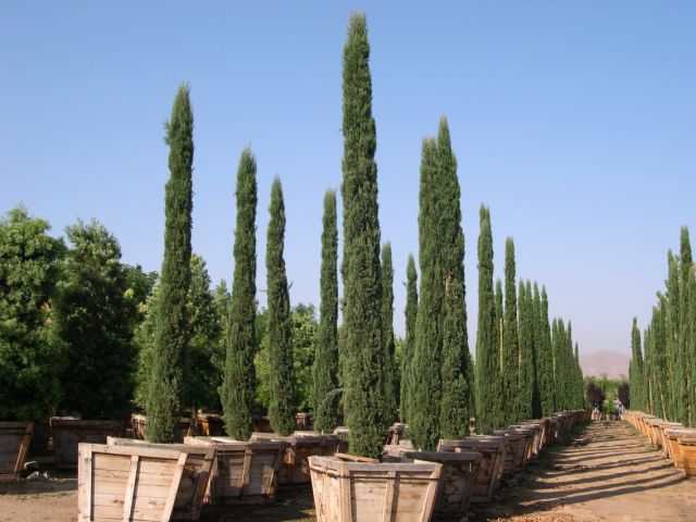 Wholesale Italian cypress for sale | Cupressus sempervirens